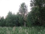 IMG 6165